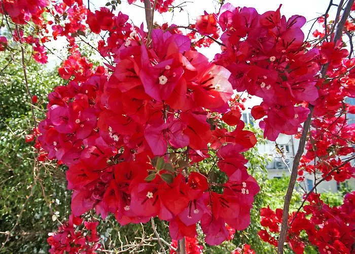 Πανσιόν Marisa 3*